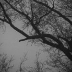 moody forest enshrouded in fog